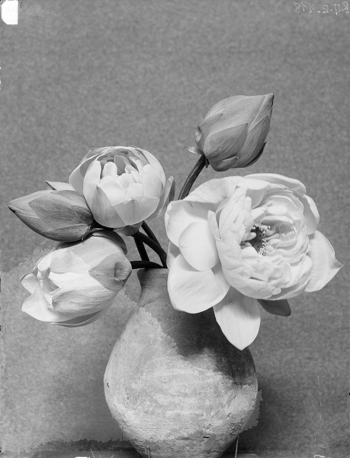 Fleurs de lotus dans un vase, épanouies et en bouton