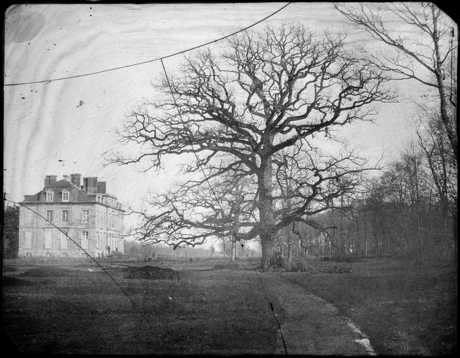 Chêne du parc et château de La Tour