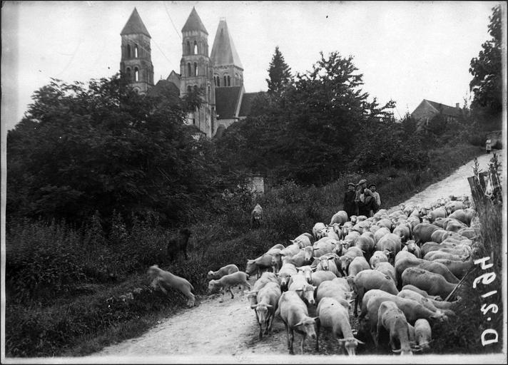 Les tours et troupeau de moutons