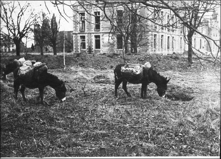 Dans le parc du château, petits ânes utilisés pour le transport de pierres