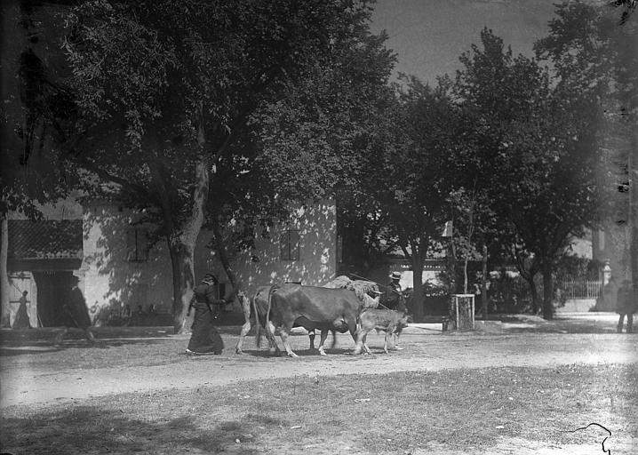 Comices agricoles à Saint-Antonin, boeufs primés