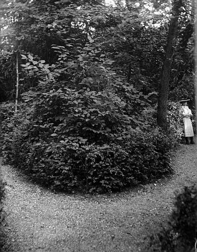 Allée de buis au Parc de Rochegude