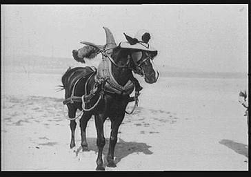 Cheval harnaché et portant le chapeau niçois sur la plage