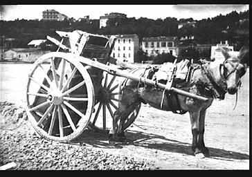 Charrette avec mule