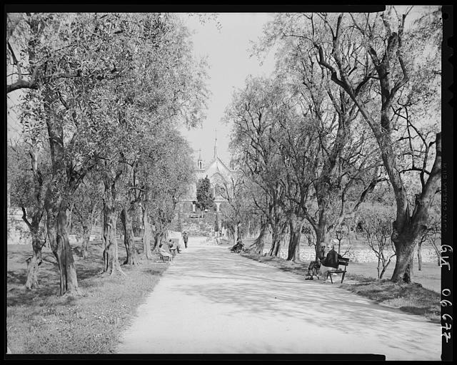 Allée de l'oliveraie