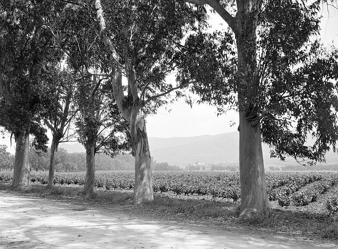 Vignoble du domaine Barrot