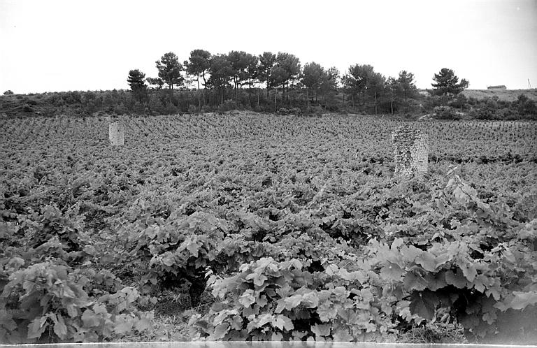 Deux piles au milieu d'un champ de vigne