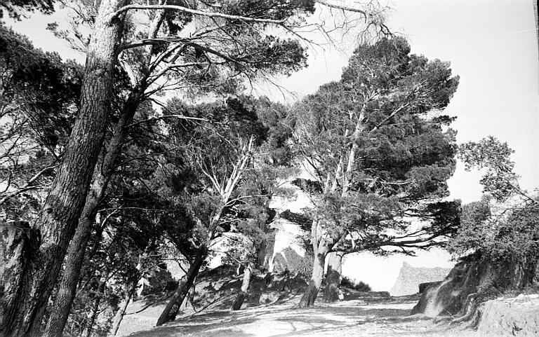 Chemin bordé d'arbres