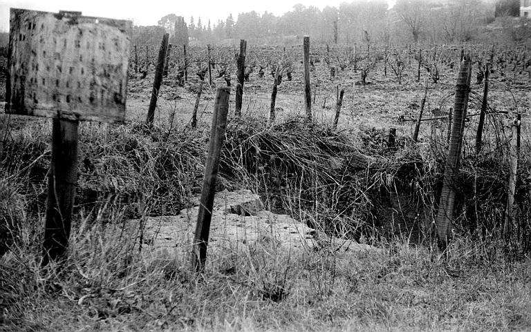 Vue d'ensemble dans le champ de vigne