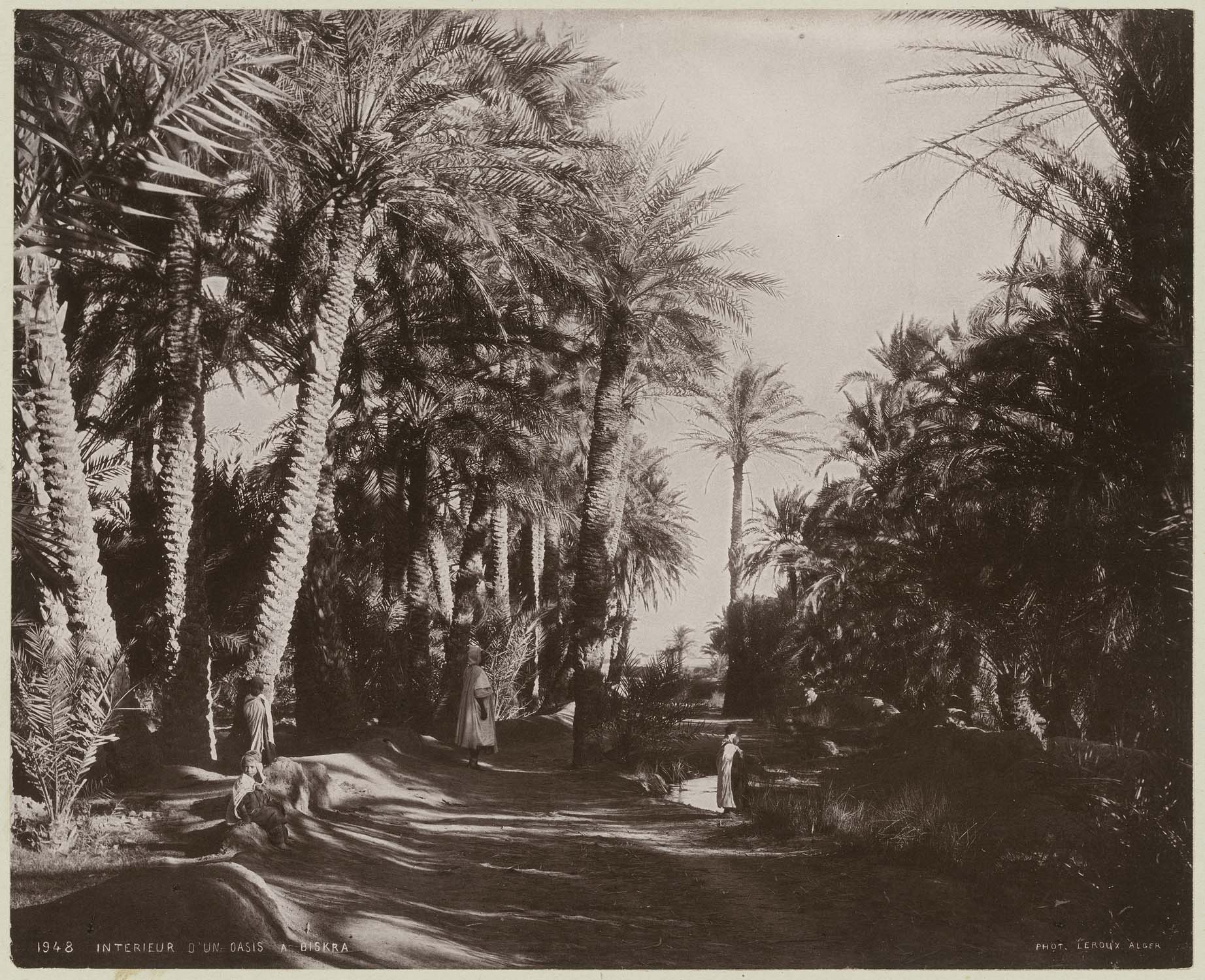 Oasis