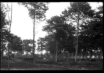 Forêt, coupe de bois