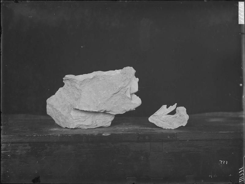 Fouille de Cluny, fragment de sculpture, au quart de leur dimension