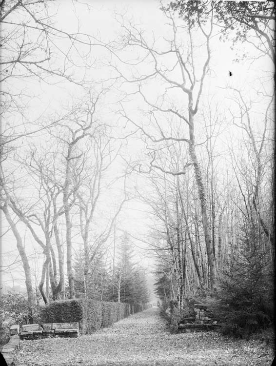 Parc : allées de buis taillés