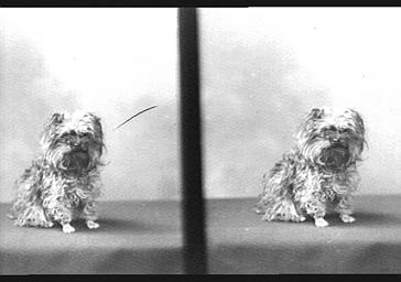 Chien de M.Millaud