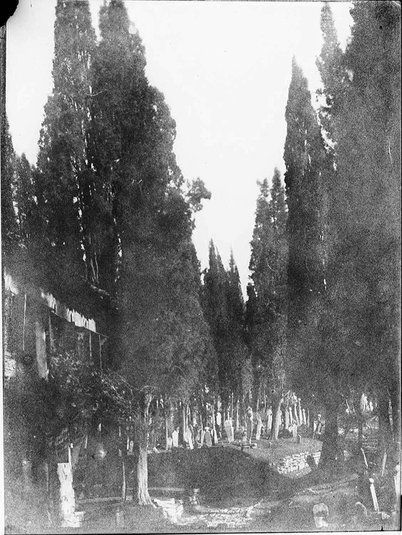Tombes parmi la végétation