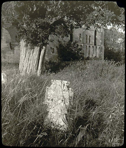 Cimetière : tombe et if