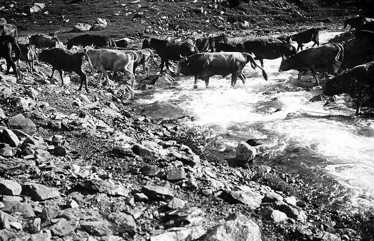 Bovins traversant le torrent, val d'Astos
