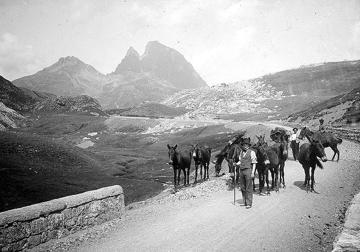 Troupeaux de mulets au Formigal