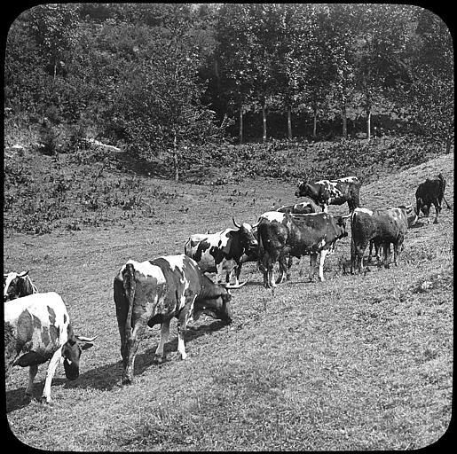 Vaches au pré