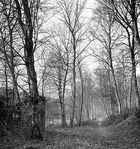 Forêt de Compiègne : sous bois près de l'étang Sainte-Serine