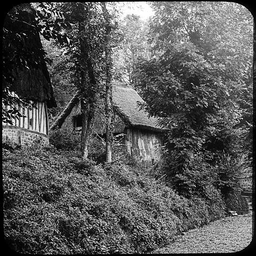 Dans les cressonnières de la Veules
