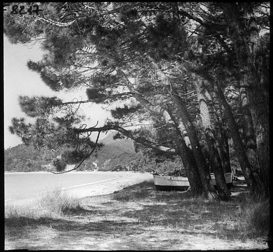 Plage et pinède dans les Maures