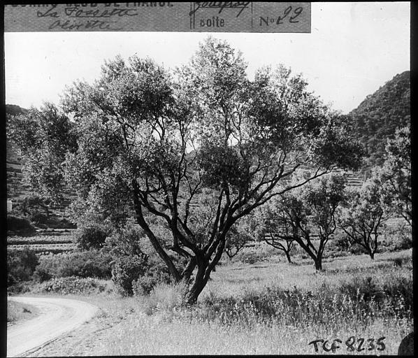 Les Maures, olivette