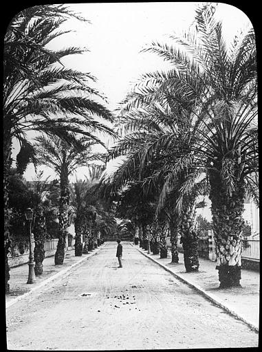 L'avenue Victoria et ses palmiers