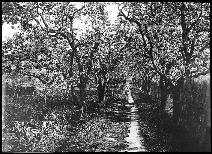 Pommiers en fleurs