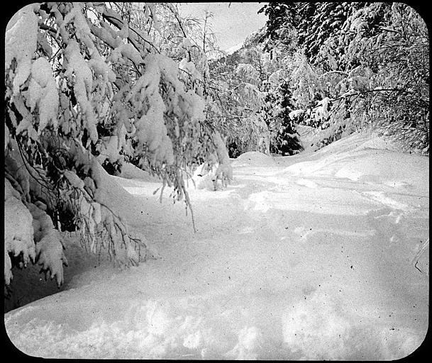Sapins sous la neige