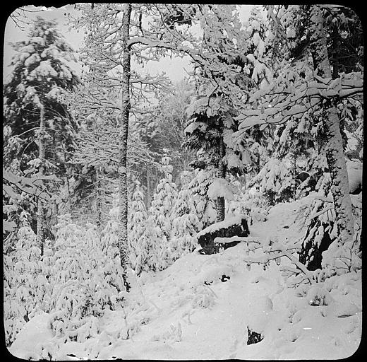 La forêt au Mont Sainte-Odile