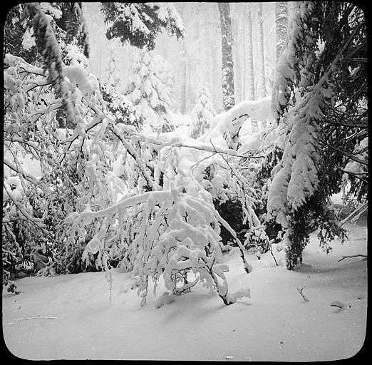La forêt au Mont Sainte-Odile