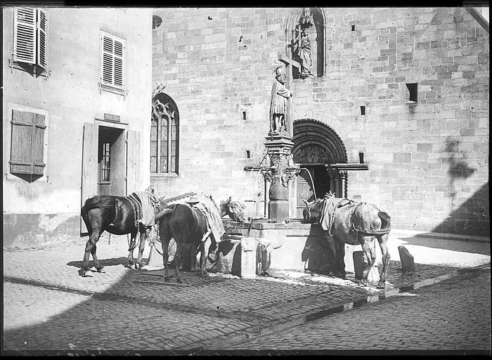 Chevaux s'abreuvant