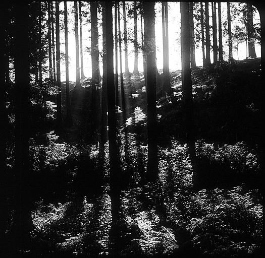 Vue du sous-bois