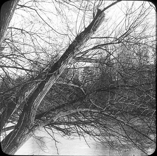 Arbre au bord de la Marne