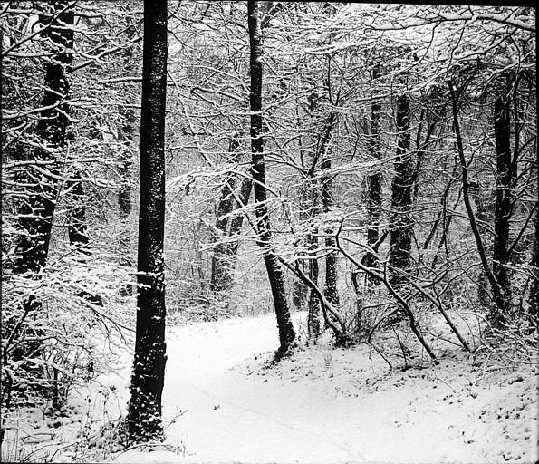 Forêt de Meudon sous la neige