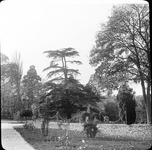 Grands arbres dans le parc