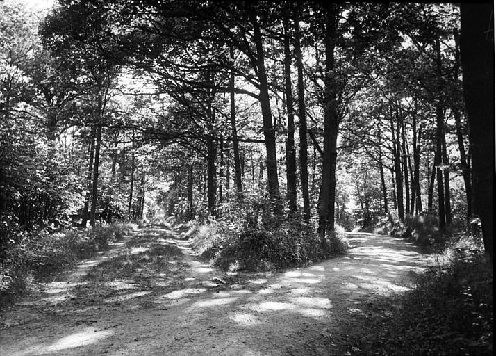 Route de l'étang de Saint-Cucufa à travers la forêt de la Malmaison