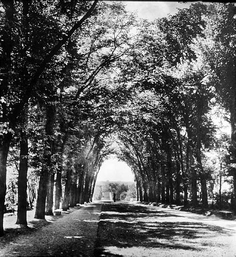 Dans le parc, allée bordée d'arbres en tonnelle