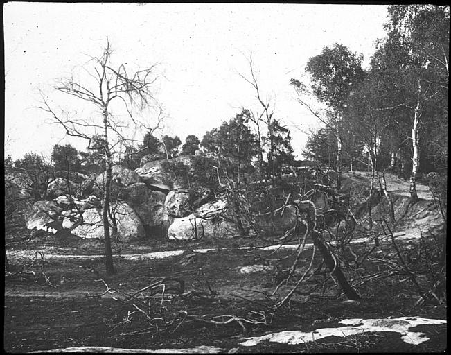 Forêt de Fontainebleau, canton incendié