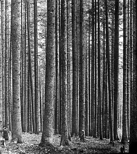 Futaie : type de forêt communale soumise au régime forestier
