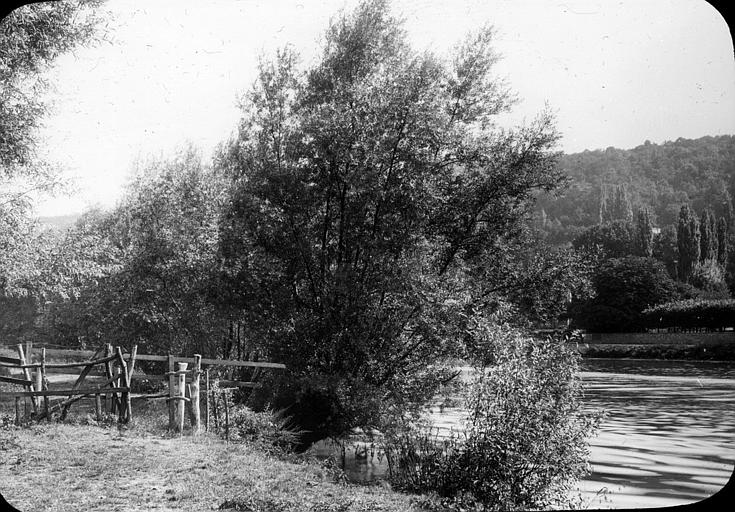 Etude de saules dans l'île de Chatou