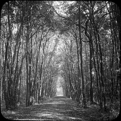 Une allée en sous-bois, forêt de Saint-Germain