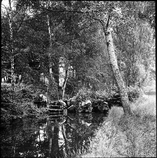 Arbres au bord de l'eau