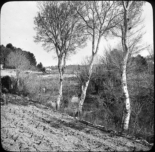 Bouleaux sur la berge du Lèz
