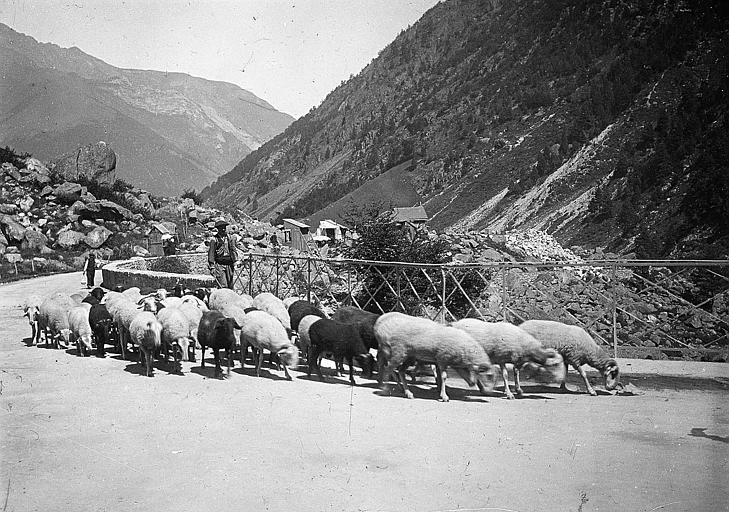 Troupeau de moutons sur le pont de Mauhourat