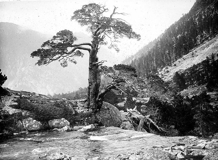 Le cèdre du lac de Gaube