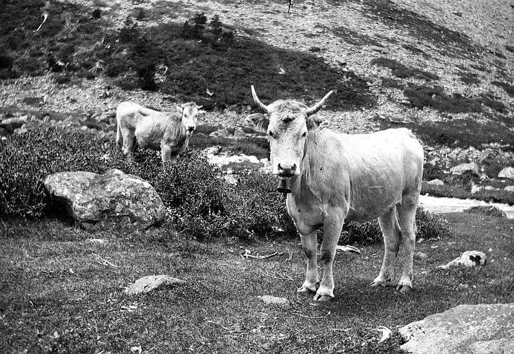 Vallée de Lutour : vaches