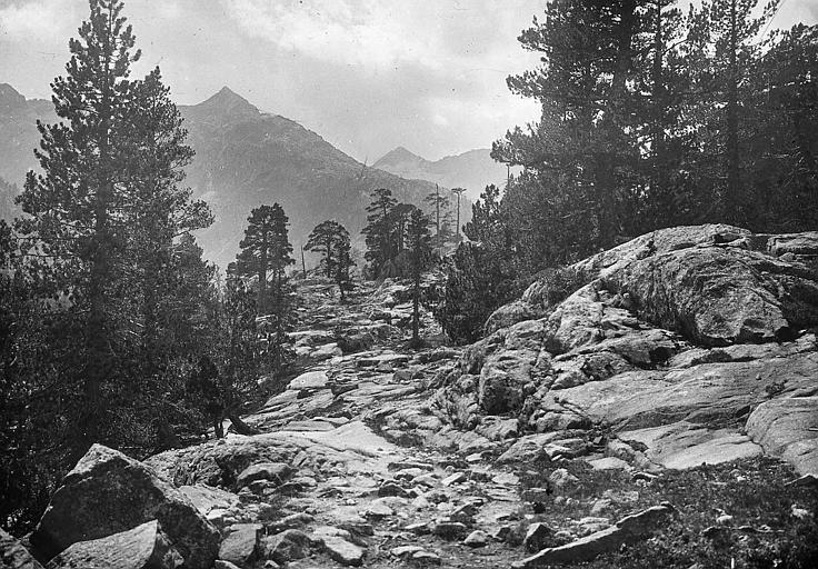 Vallée de Marcadau : conifères et rochers