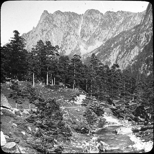 Vallée de Marcadau : pente boisée